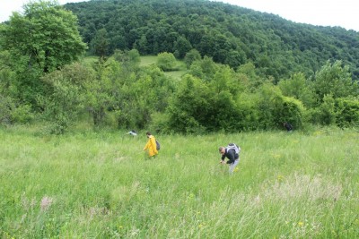 searching for herps...border ecosystems (e.g forest/meadow) usually hide lot's of herps